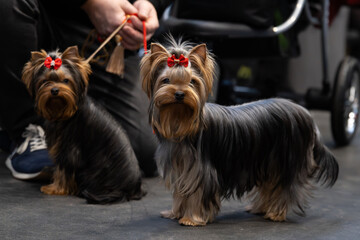yorkshire terrier puppies