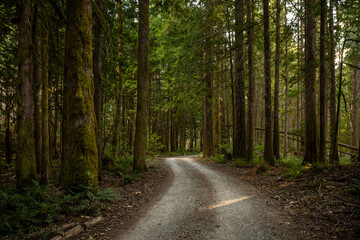 Narrow Dirt Road Passes Throgh Pacific Northwest Forest