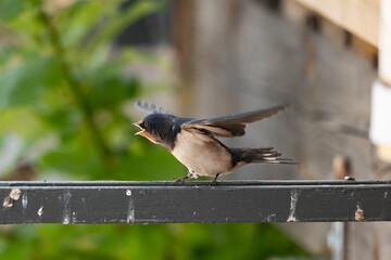 bird on a fence, swallow 