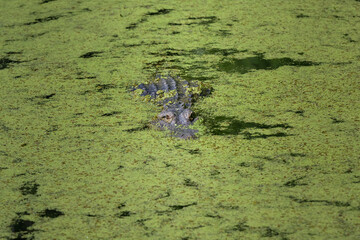 An alligator glides through green swampy water, approaching the camera with an intense and mysterious gaze.