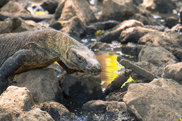Komodo dragon in natural habitat, Komodo National Park, Indonesia. Varanus komodoensis