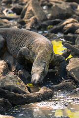 Komodo dragon in natural habitat, Komodo National Park, Indonesia. Varanus komodoensis