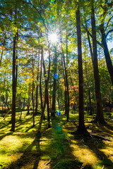 京都の苔寺、西芳寺の紅葉の日本庭園