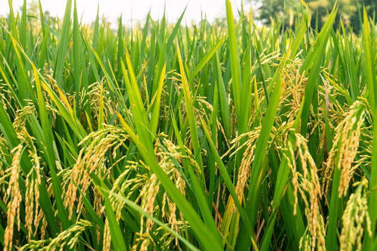 Ripe rice in Ricefields. Ready to harvest