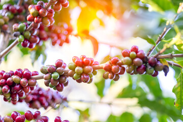 Coffee plant fruit red berry branch in eco coffee farm with fresh red and green coffee beans harvesting in mountain plantation, coffee beans trees agriculture and drinking beverages industry business.
