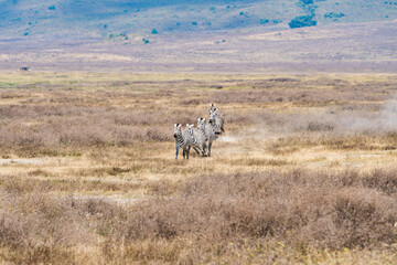 Fototapeta premium タンザニアのンゴロンゴロ保全地域のシマウマ