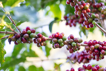 Coffee plant fruit red berry branch in eco coffee farm with fresh red and green coffee beans harvesting in mountain plantation, coffee beans trees agriculture and drinking beverages industry business.