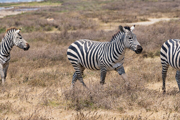 Naklejka premium タンザニアのンゴロンゴロ保全地域のシマウマ