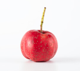 A red hawthorn on a white background