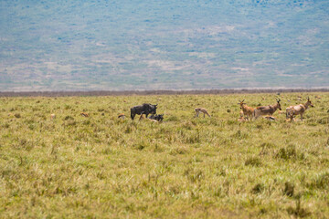 タンザニアのンゴロンゴロ保全地域のヌー