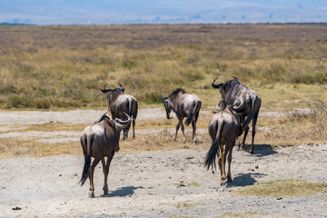 タンザニアのンゴロンゴロ保全地域のヌー