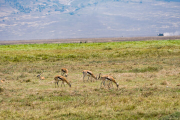 タンザニアのンゴロンゴロ保全地域のインパラ