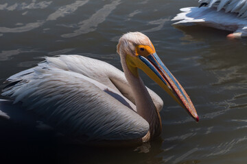 タンザニアのンゴロンゴロ保全地域のペリカン