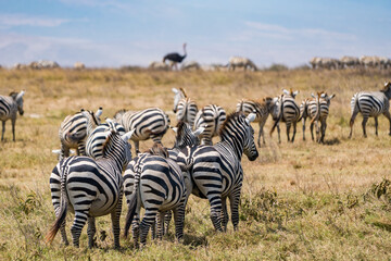 タンザニアのンゴロンゴロ保全地域のシマウマ