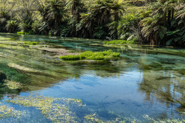 Waihou River. Blue Springs  Putararu,  which supplies around 70 per cent of New Zealand's bottled water. The weed is under water showing just how clear and clean the water is