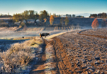 Cow on autumn morning pasture. Morning fog in the meadow with cows in the foreground. Autumn sunrise. Nature of Ukraine
