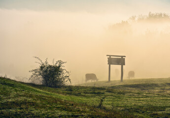 Cow on autumn morning pasture. Morning fog in the meadow with cows in the foreground. Autumn sunrise. Nature of Ukraine
