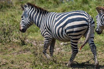 タンザニアのンゴロンゴロ保全地域のシマウマ
