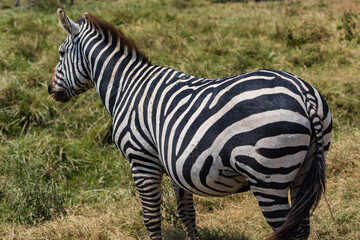 タンザニアのンゴロンゴロ保全地域のシマウマ