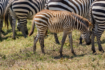 タンザニアのンゴロンゴロ保全地域のシマウマ