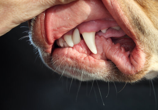 Dog teeth examination or checkup by veterinarian or pet owner. 2 years old dog with white teeth and healthy gums. Concept for pet dental health or oral health. Female Boxer Pitbull. Selective focus.