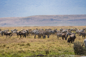 タンザニアのンゴロンゴロ保全地域のシマウマ