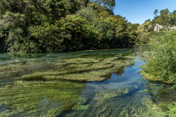 Waihou River. Blue Springs  Putararu,  which supplies around 70 per cent of New Zealand's bottled water. The weed is under water showing just how clear and clean the water is