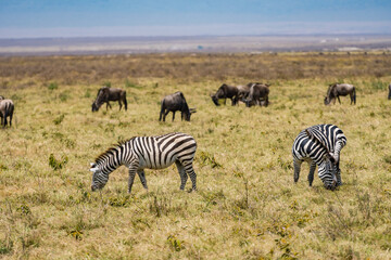 タンザニアのンゴロンゴロ保全地域のシマウマ