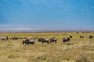 タンザニアのンゴロンゴロ保全地域のイボイノシシ