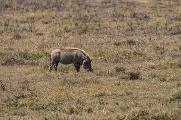 Fototapeta premium タンザニアのンゴロンゴロ保全地域のイボイノシシ