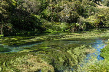 Waihou River. Blue Springs  Putararu,  which supplies around 70 per cent of New Zealand's bottled water. The weed is under water showing just how clear and clean the water is