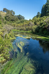 Waihou River. Blue Springs  Putararu,  which supplies around 70 per cent of New Zealand's bottled water. The weed is under water showing just how clear and clean the water is