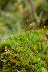 Atrichum selwynii or Selwyn's smoothcap moss grows on the forest floor in the shade of rainforest trees. Plant with seta and capsules.