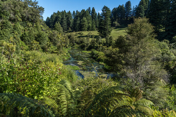 Obraz premium Waihou River. Blue Springs Putararu, which supplies around 70 per cent of New Zealand's bottled water. The weed is under water showing just how clear and clean the water is