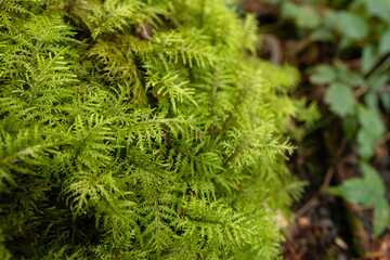 Hylocomium splendens, commonly known as glittering woodmoss, or splendid feather moss, stairstep moss. Bright green dense feather-like leaves covering a log in the rainforest floor.