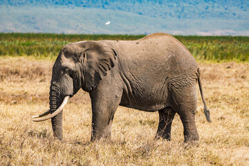 Obraz premium タンザニアのンゴロンゴロ保全地域のアフリカゾウ