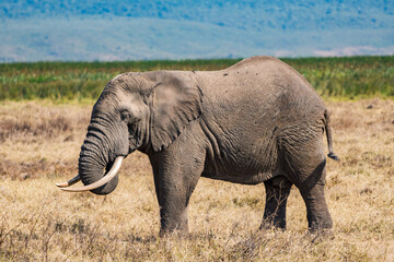 Obraz premium タンザニアのンゴロンゴロ保全地域のアフリカゾウ