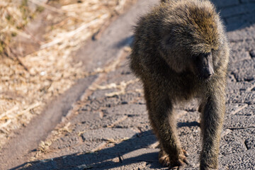 タンザニアのンゴロンゴロ保全地域のオリーブバブーン