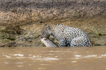 Jaguar walking in the river with slain Caiman
