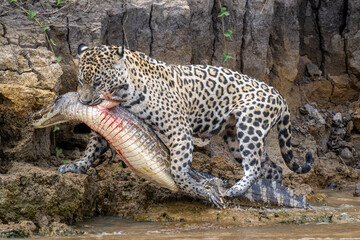 Jaguar walking in the river with slain Caiman