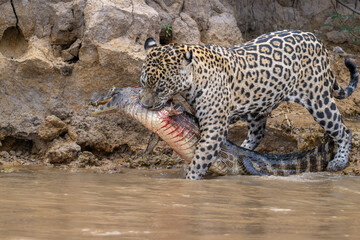 Jaguar walking in the river with slain Caiman