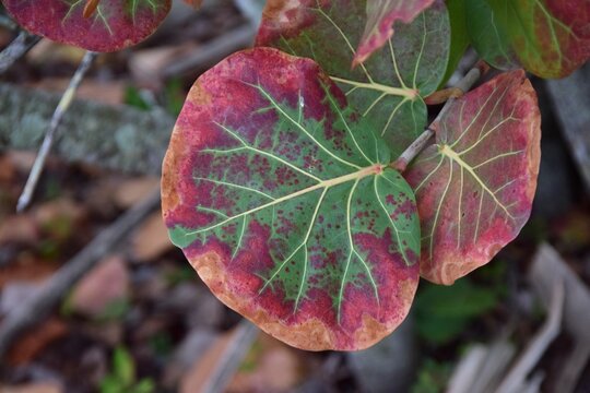 sea grape leaves natural colors design venation pattern