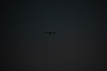 Bird in the warming sky