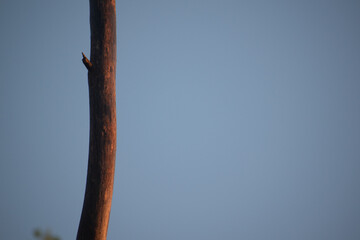 tree branch in dawn