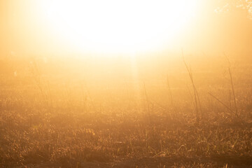 Sun over trimmed reed field