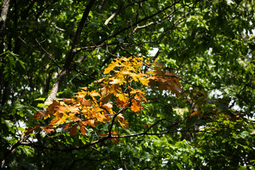 autumn leaves in the forest