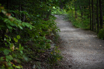 path in the forest