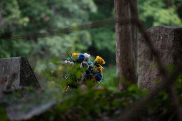 flowers through the leaves