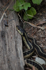 snake on log