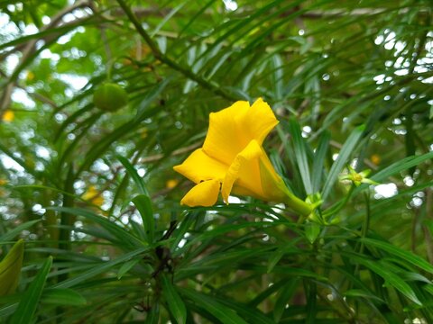 Cascabela thevetia flower. Its other name&nbsp;yellow oleander and thevetia peruviana. Its used for religious purposes in India. It is called Kanel in India, this flower is very dear to Lord Shiva.